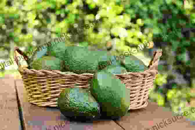 A Basket Of Ripe Avocados On A Wooden Table Gold Oil And Avocados: A Recent History Of Latin America In Sixteen Commodities