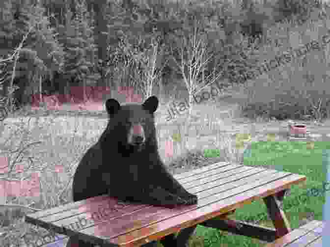 A Black Bear Sitting In The Back Seat Of A Car With Its Tongue Sticking Out. Bear In The Back Seat II: Adventures Of A Wildlife Ranger In The Great Smoky Mountains National Park: Smokies Wildlife Ranger 2