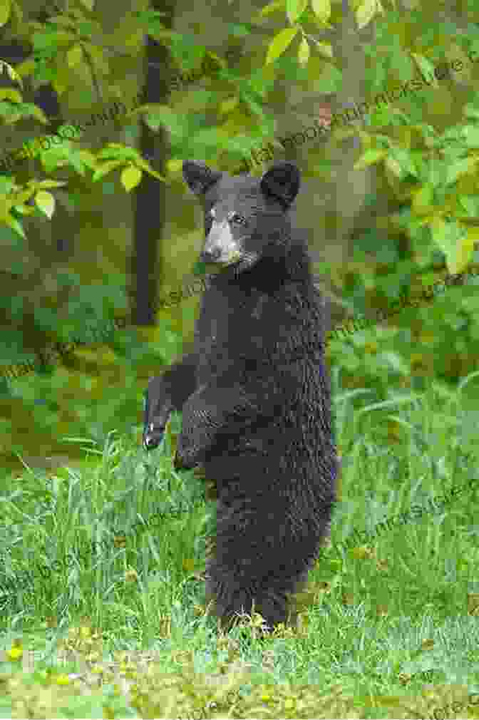 A Black Bear Standing In A Lush Meadow Beginner S Luck: Dispatches From The Klamath Mountains