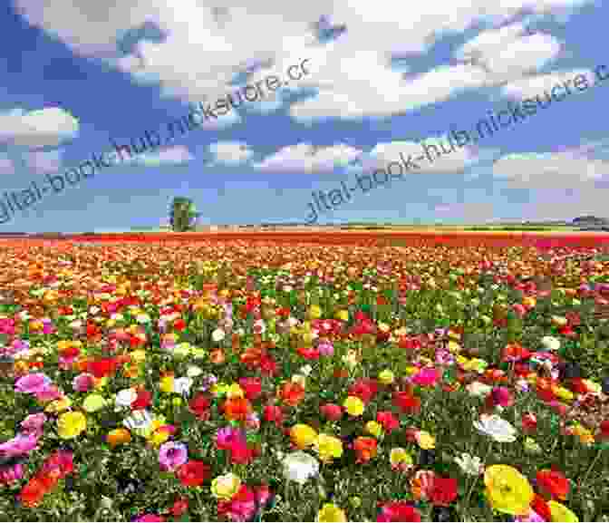 A Captivating Image Of A Vast Field Of Colorful Flowers, Representing The Boundless Potential For Growth, Transformation, And Living A Life Filled With Purpose. Flowers Faith Finding Your Way And Other F Words