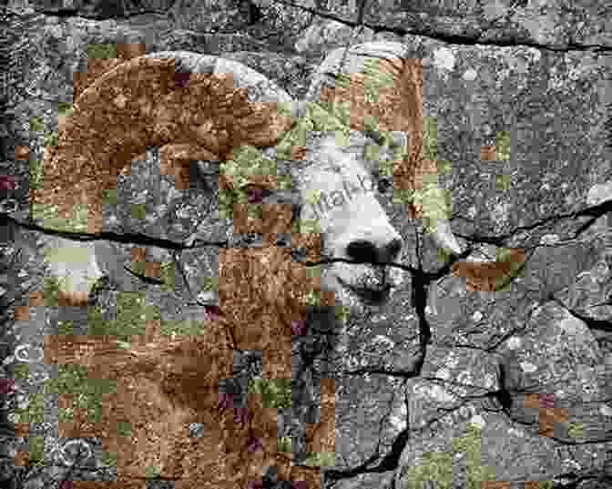 A Close Up Photograph Of A Petroglyph Depicting A Bighorn Sheep. A Rock Between Two Rivers: The Fracturing Of A Texas Family Ranch