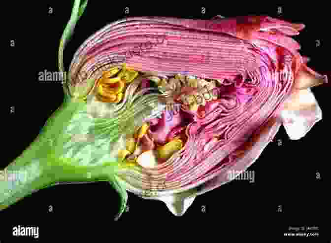 A Cross Section Of A Rose Flower, Revealing Its Intricate Structure And Delicate Petals. Rose (Botanical) Catherine Horwood