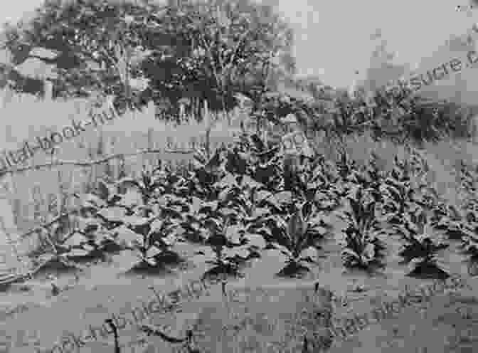 A Farmer Inspects His Tobacco Crop In Southern Rhodesia In The 1950s. Tobacco Was One Of The Country's Main Exports. The Gathering Storm: The Gathering Storm: Southern Rhodesia In The 1950s Before Zimbabwe