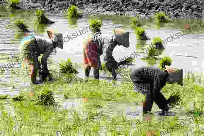 A Group Of Villagers Working In A Rice Paddy Field Village Japan: Everyday Life In A Rural Japanese Community