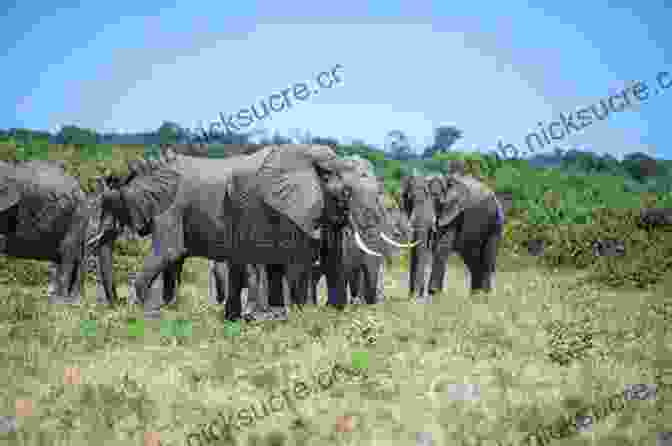 A Herd Of African Elephants Walking Through A Savanna Footprints In The African Sand: My Life And Times