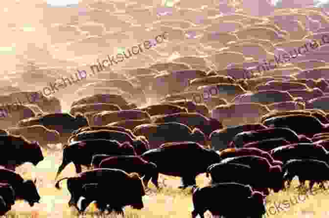 A Herd Of Buffalo Roaming The Open Plains PEOPLE FROM THE OLD WEST THE OLD WEST TRAVEL GUIDE