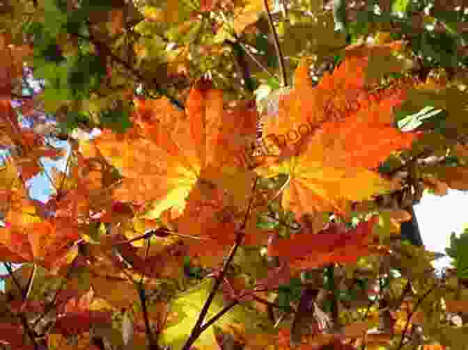 A Maple Tree Now You Know Canada: 150 Years Of Fascinating Facts