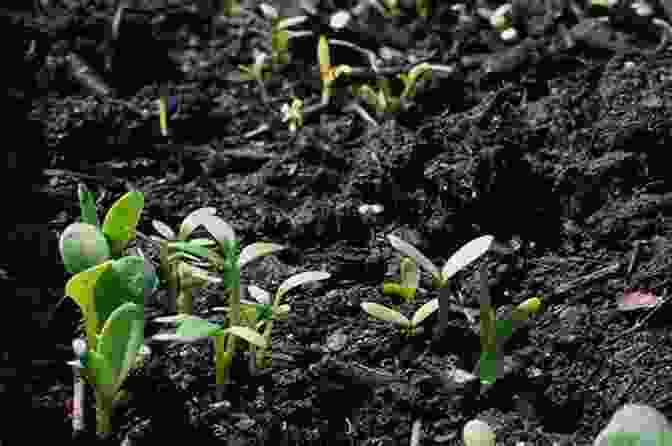 A Photograph Of Dark, Fertile Soil With Plants Growing From It The Dark Earth And The Light Sky