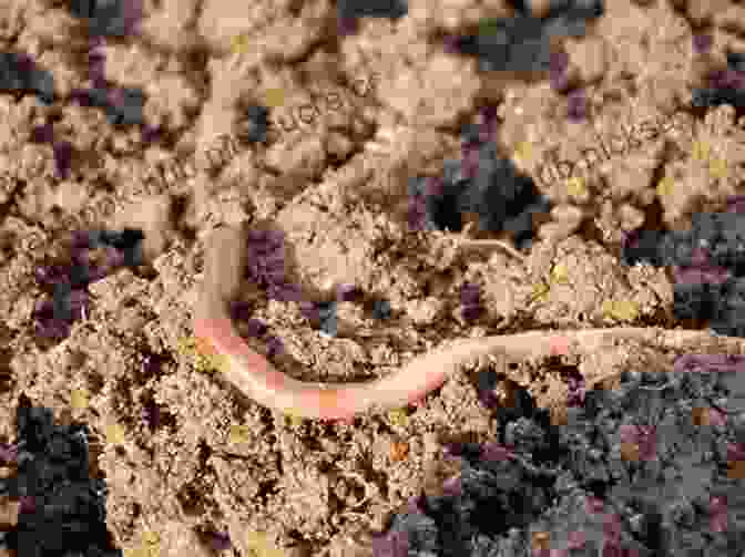 A Photograph Of Earthworms Crawling Through Soil The Dark Earth And The Light Sky