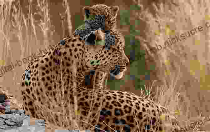 A Photographer Capturing A Moment In The African Wilderness Footprints In The African Sand: My Life And Times