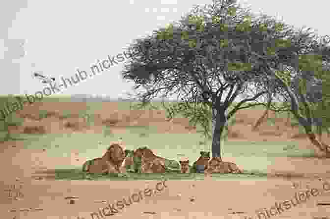 A Pride Of Lions Resting In The Shade Of An Acacia Tree One Chance: Tales From The African Bush