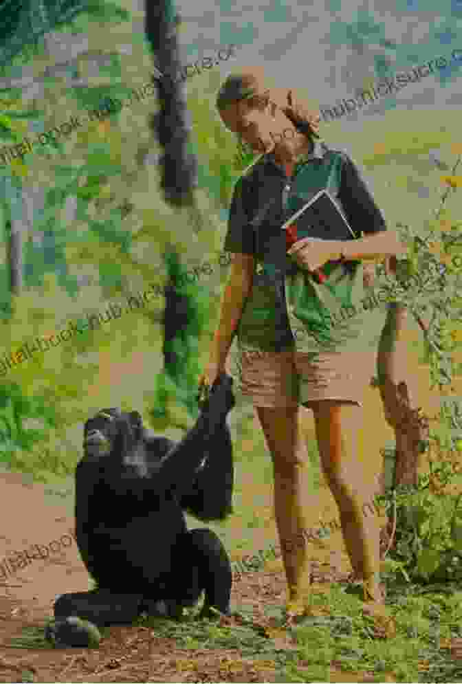 A Young Jane Goodall Playing With A Chimpanzee Doll Chasing After Chimpanzees: The Making Of A Primatologist