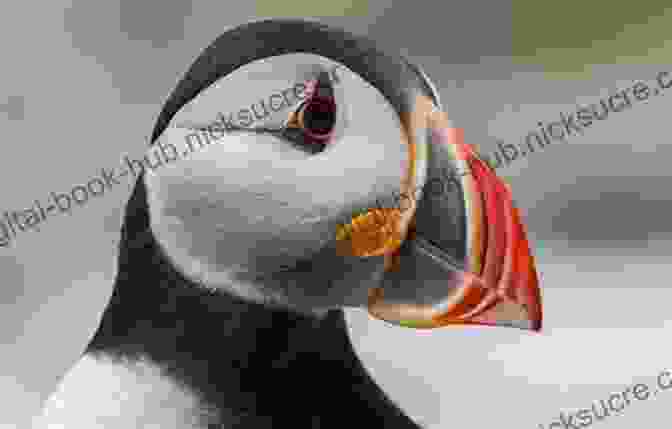 An Atlantic Puffin Now You Know Canada: 150 Years Of Fascinating Facts