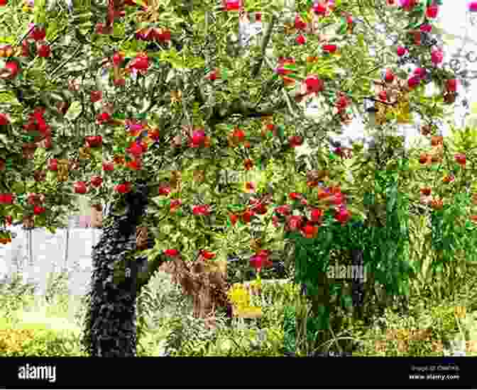 Apple Tree Laden With Crisp, Juicy Apples Cold Hardy Fruits And Nuts: 50 Easy To Grow Plants For The Organic Home Garden Or Landscape