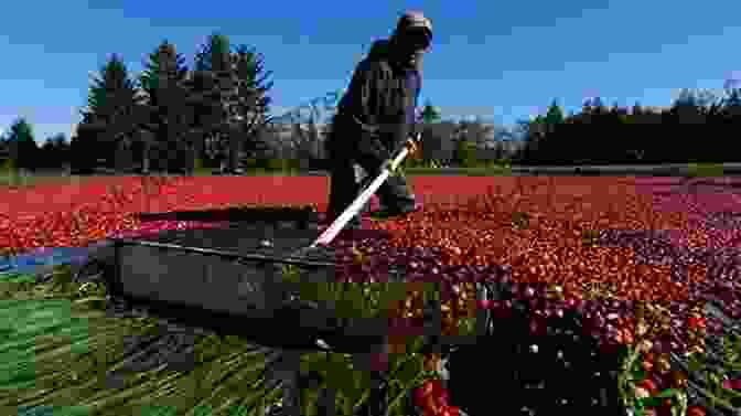 Bursting Cranberries Nestled In A Vibrant Bog Cold Hardy Fruits And Nuts: 50 Easy To Grow Plants For The Organic Home Garden Or Landscape