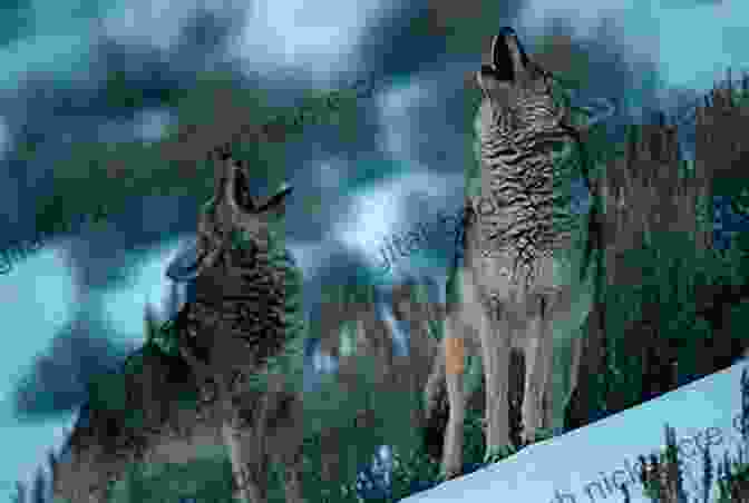 Coyote Sullivan Howling In The Wilderness, Surrounded By Curious Wolves Listening For Coyote (Sullivan Adventure Memoirs 1)