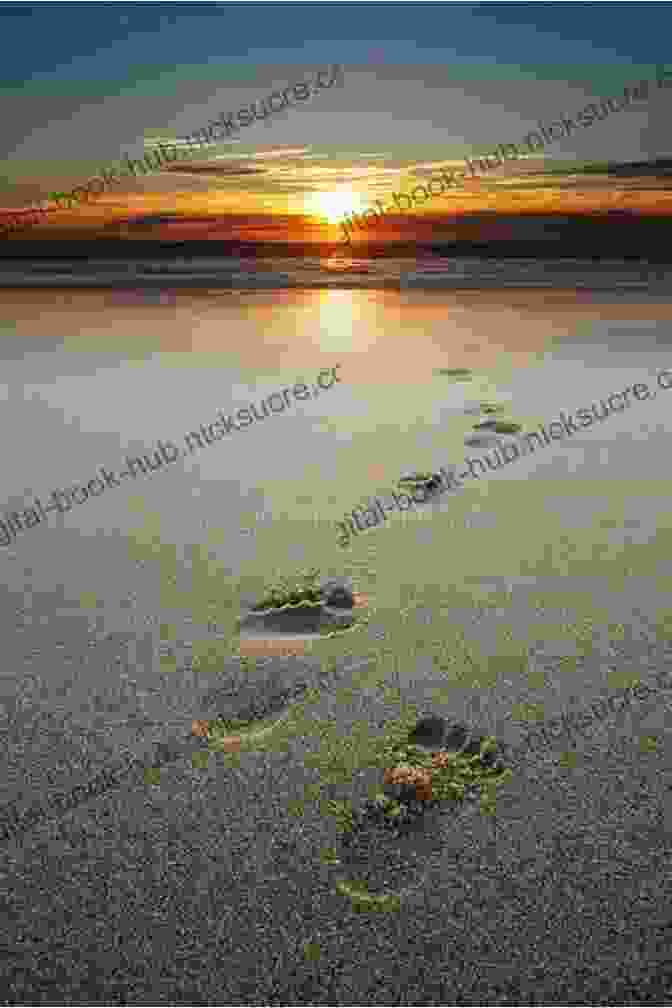 Footprints In The African Sand At Sunset Footprints In The African Sand: My Life And Times