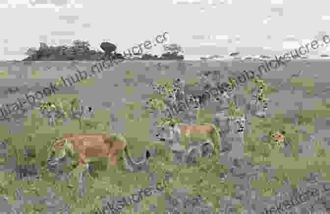 Golden Savanna Plains Of The Serengeti With A Pride Of Lions Resting In The Foreground. My Reminiscences Of East Africa: The German East Africa Campaign In World War One A General S Memoir