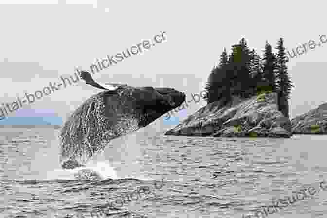 Humpback Whale Breaching The Water's Surface In Cook Inlet, Alaska Mudflats Fish Camps: 800 Miles Around Alaska S Cook Inlet