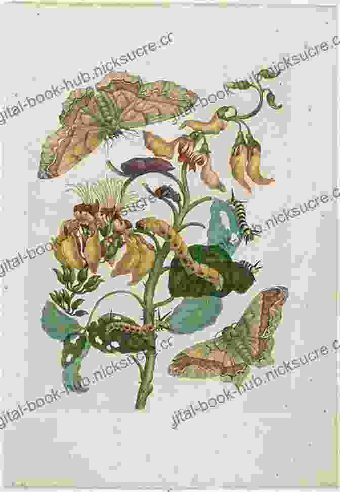 Illustration Of A Coffee Plant With Its Caterpillars And Flies By Maria Sibylla Merian, 1705 Chrysalis: Maria Sibylla Merian And The Secrets Of Metamorphosis