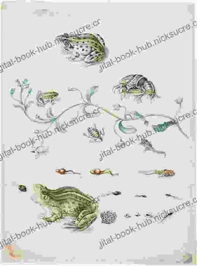 Illustration Of A Surinamese Frogs By Maria Sibylla Merian, 1705 Chrysalis: Maria Sibylla Merian And The Secrets Of Metamorphosis