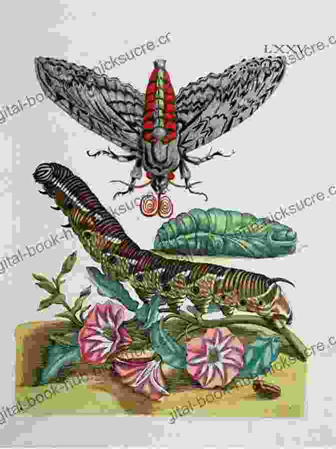 Illustration Of The Metamorphosis Of Papilio Demoleus By Maria Sibylla Merian, 1705 Chrysalis: Maria Sibylla Merian And The Secrets Of Metamorphosis