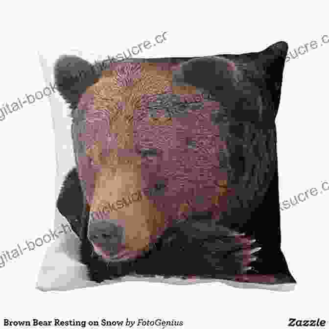 One Of Kind Bear Resting优雅地 On Pillow The Real Winnie: A One Of A Kind Bear