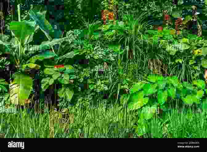 Panoramic View Of The Garden Of The Grandfather, Showcasing Diverse Plant Life And Vibrant Colors The Garden Of The Grandfather: Life In Greece In The 1960s